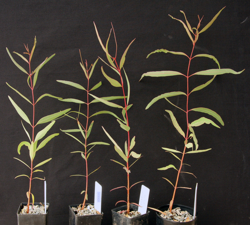 Eucalyptus crebra