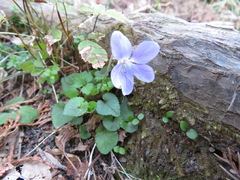 Viola grypoceras