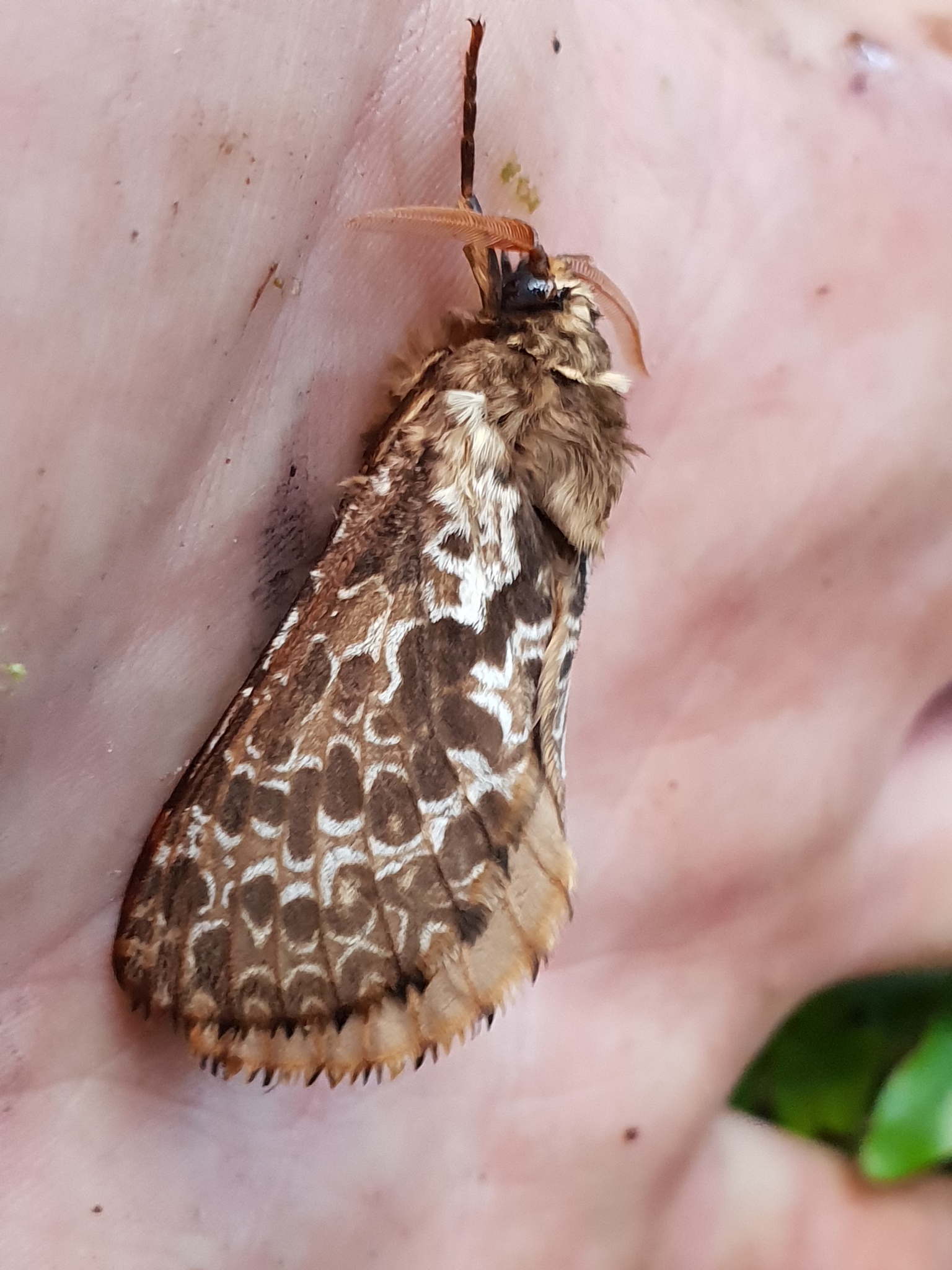 Bedstraw Hawk-moth (Pennsylvania Moths) · iNaturalist