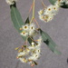 Eucalyptus beyeri - Photo (c) Dean Nicolle,  זכויות יוצרים חלקיות (CC BY-NC), הועלה על ידי Dean Nicolle