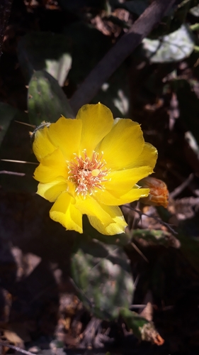 decumbens cactus