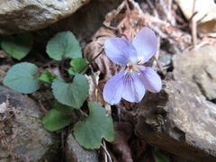 Viola grypoceras