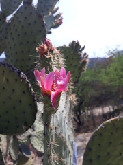 Opuntia pilifera