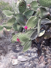 Opuntia pilifera