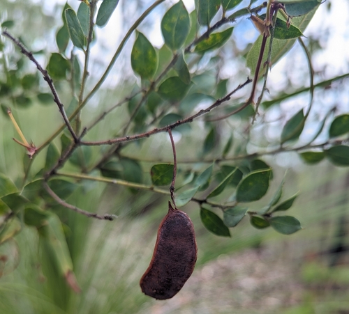 Acacia undulifolia, 2023-12-17