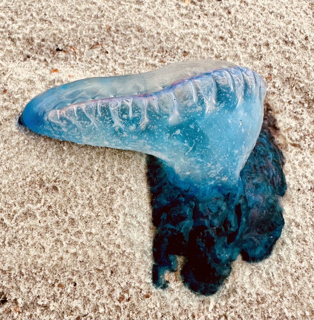 Portuguese Man o' War from Huguenot Memorial Park, Jacksonville, FL, US ...