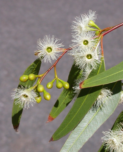 Eucalyptus virens