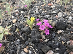 Mohavea breviflora