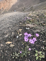 Gilia cana