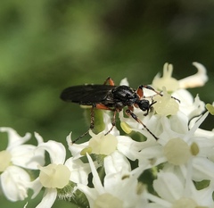 Bibio xanthopus