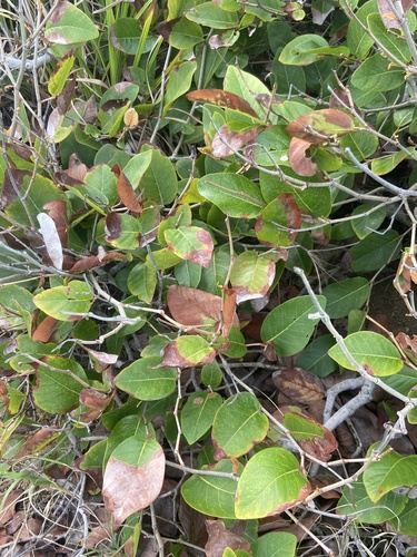 Whitewood (Coccoloba krugii)