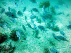 Caesioperca lepidoptera