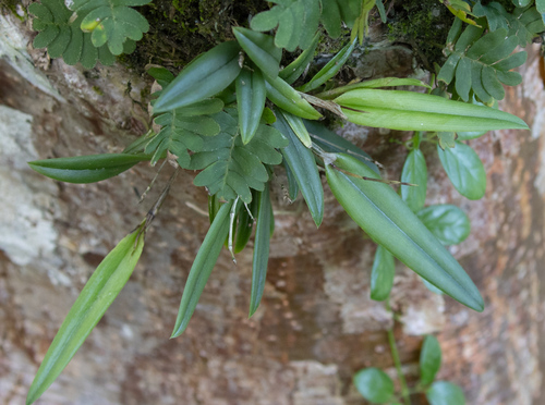 Domingoa haematochila, photograph 6
