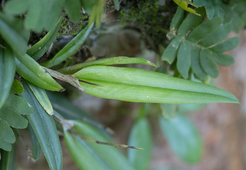 Domingoa haematochila, photograph 5