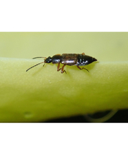 Pelecomalium testaceum