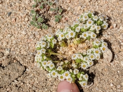 Linanthus maculatus