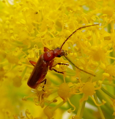 Rhagonycha nigritarsis