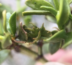 Asphondylia digitata