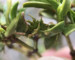 Asphondylia digitata