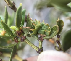 Asphondylia digitata