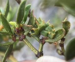 Asphondylia digitata