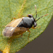 Geocoris sobrinus - Photo (c) MatiasG, some rights reserved (CC BY-ND), uploaded by MatiasG