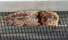 Cryptalaus prosectus