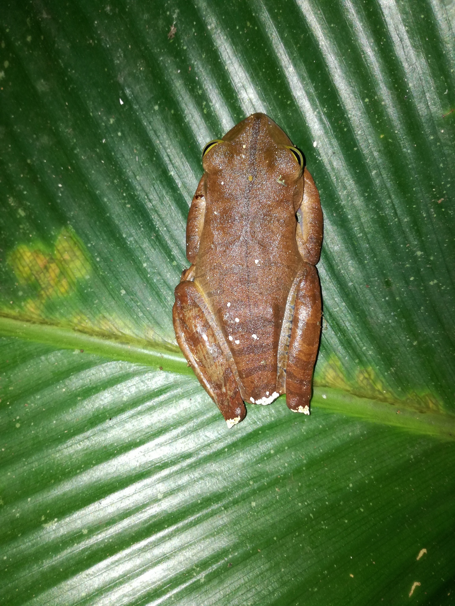 Batrachochytrium dendrobatidis