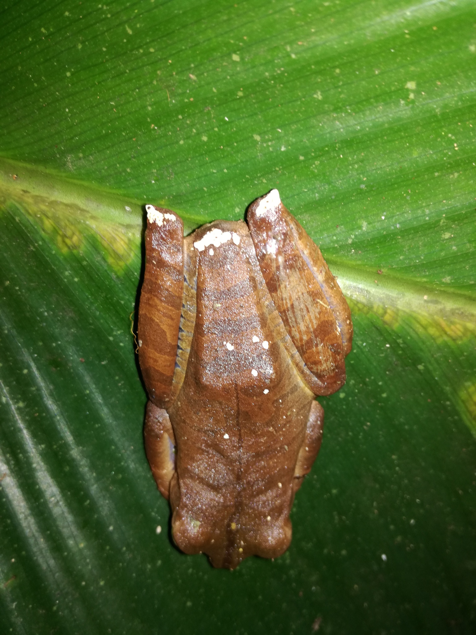 Batrachochytrium dendrobatidis