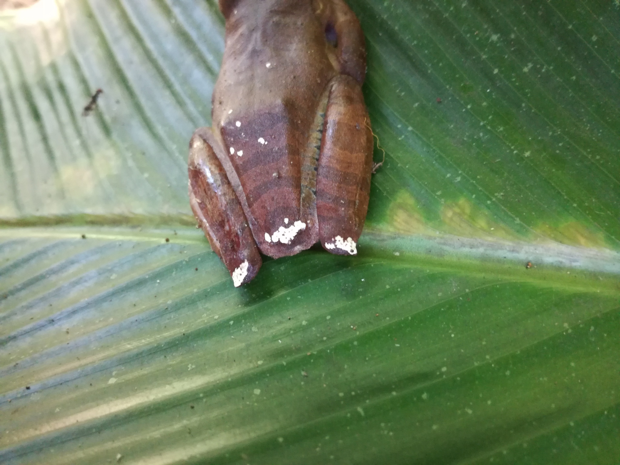 Batrachochytrium dendrobatidis
