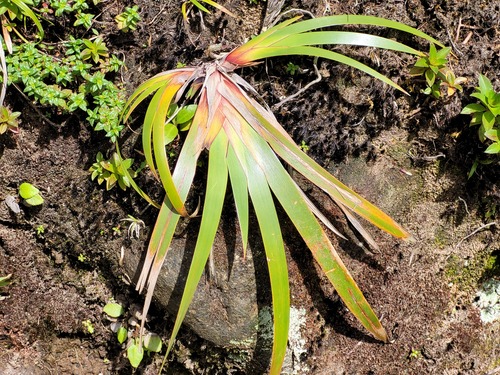 forest twigrush (Machaerina restioides)