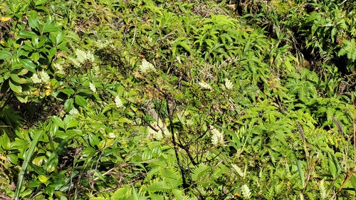 Weinmannia pinnata - Whole tree