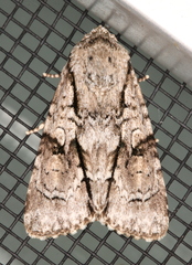 Turnerinycta phaeocosma