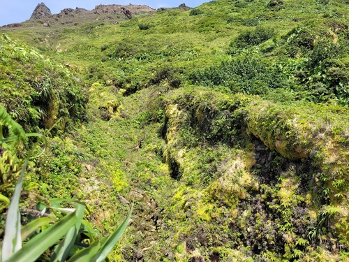 Weinmannia pinnata - Leaves