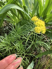 Lomatium caruifolium