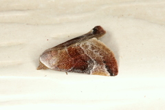 Mataeomera mesotaenia