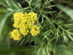 Lomatium caruifolium
