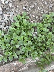 Nama jamaicensis, photograph Elliot Greiner, CC BY, iNaturalist via GBIF