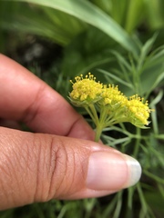Lomatium caruifolium