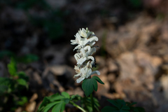 Corydalis cava cava