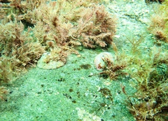 Cellana