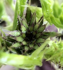 Cirsium brevistylum