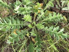 Cirsium brevistylum