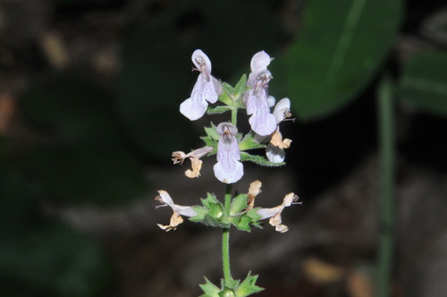 Image of Stachys alabamica by (c) Brian Finzel, some rights reserved (CC BY-SA)
