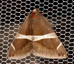 Bastilla arctotaenia