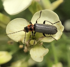 Cyrtomoptera divisa