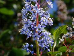Ceanothus oliganthus
