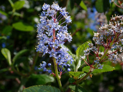 Ceanothus oliganthus