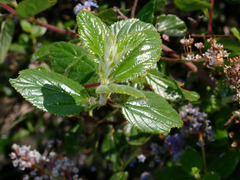 Ceanothus oliganthus