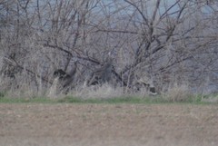 Meleagris gallopavo merriami